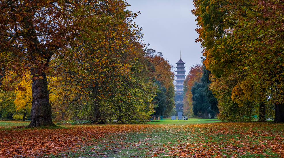 ong view of the William Chambers pagoda at Kew Gardens with Autumn colors in the trees